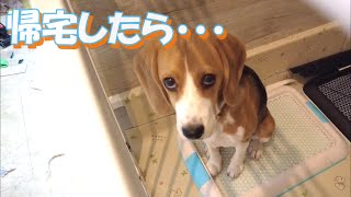 留守番中に1.４mの柵を乗り越えて、好き放題に破壊の限りを尽くしたビーグル犬