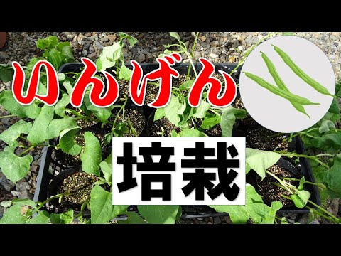 家庭菜園　インゲン栽培　苗から育ててみた　植え付け～①