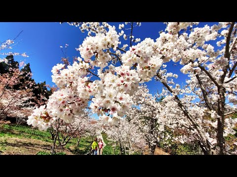 福壽山農場千櫻園生態景觀園區賞櫻