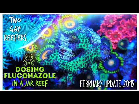 Rid Algae With Fluconazole - Dosing A Pico Reef - Ultimate  Simple Jar Reef Feb 2019