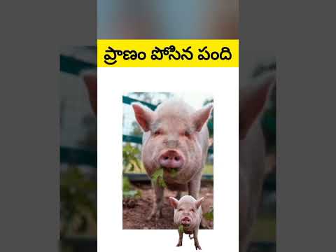 ప్రాణ త్యాగం చేసి🙏ఒకరిని కాపాడింది 😰ఈ👉పంది🐖 #shorts #pig #facts #ytshots