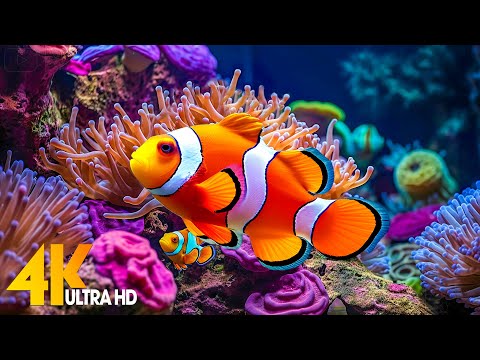 Aquarium 4K VIDEO (ULTRA HD) 🐠 Beautiful Coral Reef Fish - Relaxing Sleep Meditation Music