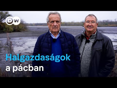 „Tízszer annyit hozna, ha bevetném a tavat” | Válságban a magyar halgazdaságok, alig van támogatás