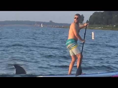 RC Shark Fin: Paddle Boarding Panic in the Bay!