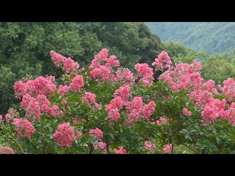 花山法皇の菩提寺・花山院の百日紅