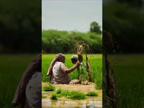 Don't #waste #your #food #respect #farmer #farming #farmerslife #rice #cultivation #foodblogger #tn