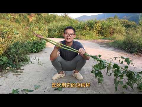 不起眼的野菜，却是臭豆腐的原材料，终于解开臭豆腐臭的来源了