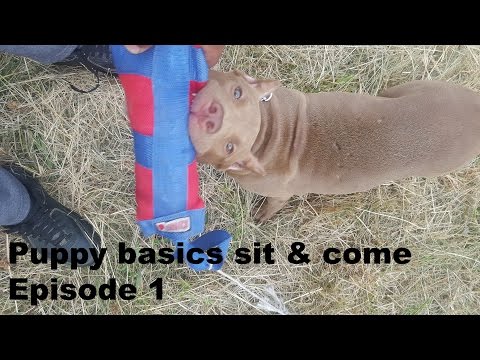 episode 1 following the leash walking sit front obedience puppy training pitbull pup rednose