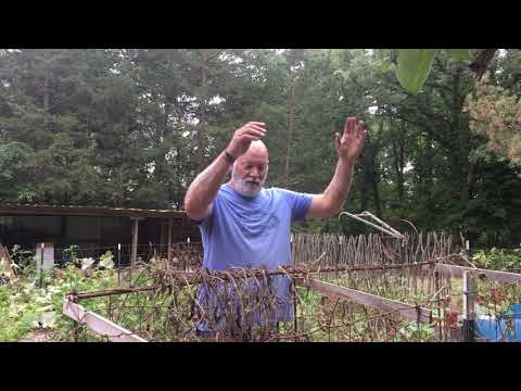 Harvesting dried sugar snap pea seeds