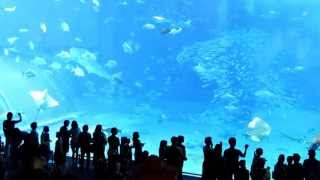 水族館大魚突然死亡 Sudden death of a fish in Okinawa aquarium沖縄美ら海水族館に突然死亡した魚