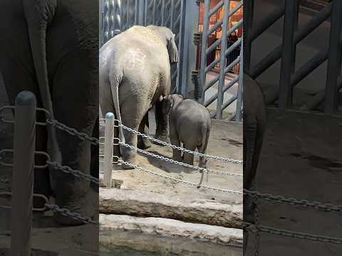 冬の円山動物園の仔ゾウ🐘#仲良し夫婦#北海道札幌市#円山動物園#アニマル動画#ZOO#shorts