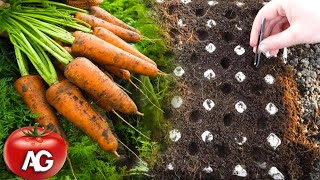 Genius way to sow carrots. No more carrot thinning or weeding from seed to harvest