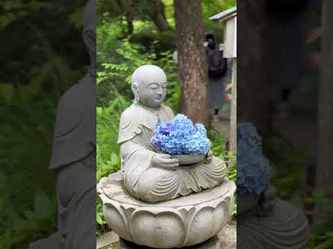 Discover Meigetsu-in - Kamakura