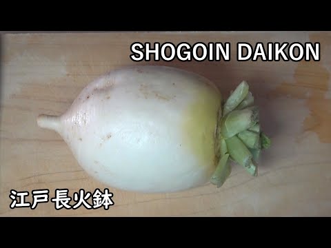 SHOGOIN DAIKON (a type of Japanese radish)[Japanese food at "NAGA-HIBACHI"]