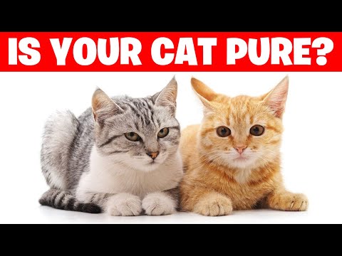 Is Your Cat a PUREBRED? Find Out Here! (2024)