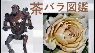 優しい茶色バラ図鑑【ﾆｱｵｰﾄﾏﾀ･ﾊﾟｽｶﾙ】