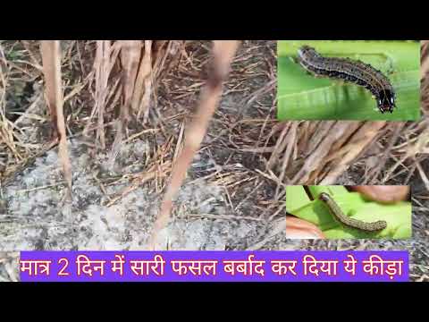 धान की सबसे भयंकर कीड़ा #agriculture #कीड़ा #धान का बार#trending #इल्ली #agri #ट्रेंडिंग #