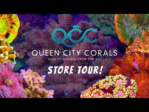 Queen City Corals Store Update!