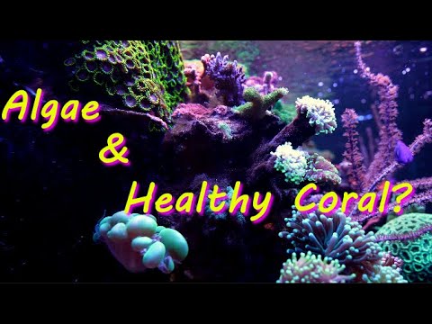 210 Reef Update Battling Algae, lost coral and lots of coral growth 5-28-19