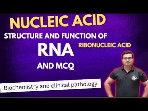 Nucleic acid  (Structure and function of RNA)