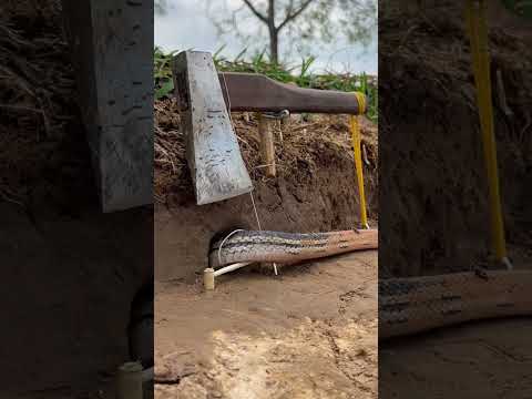 Simple Easy Snake Trap using Ax & hole#buildsnaketrap