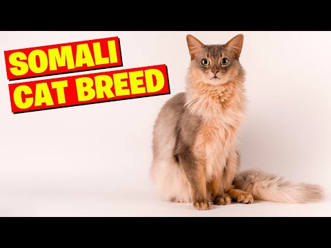 Somali Cat Breed 101- All You Need to Know