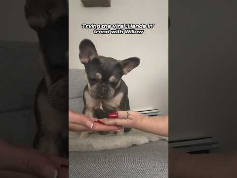 Trying the VIRAL Dog Test… Hands In Trend #shortsfyp #trendingonshorts #shortfeed