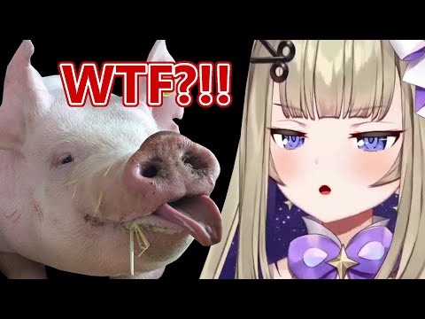 Shiina gets BULLIED by a PIG