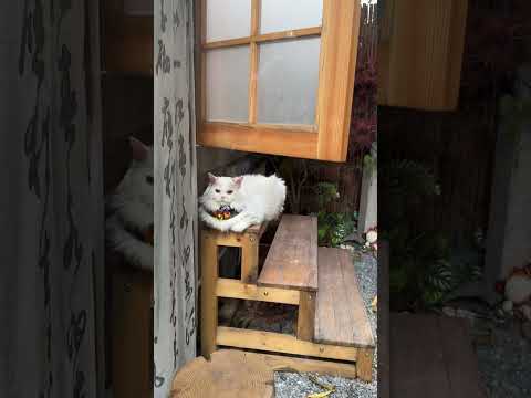 猫猫寺 #猫 #广州 #广州东山