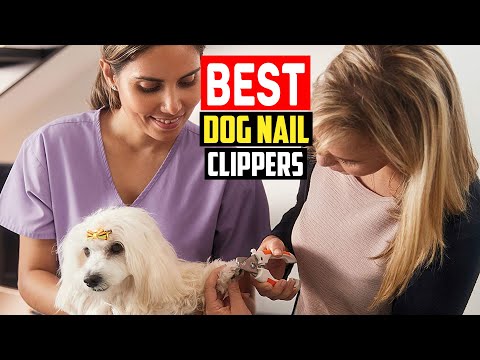 ✅Top 5 Best Dog Nail Clippers of 2023