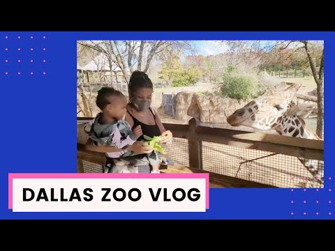 Dallas Zoo Vlog | Trip to the Dallas Zoo | Feeding Giraffes at Dallas Zoo