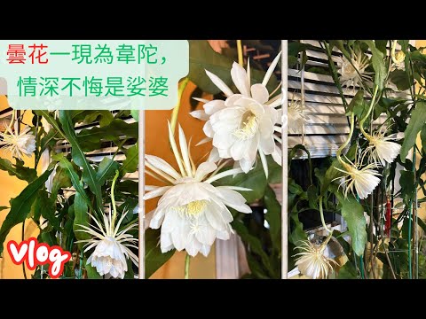 【老貓花事】兩天內，八朵曇花（昙花）盛開。#延时摄影  #vlog #曇花 #昙花一现 #昙花 #queenofthenight