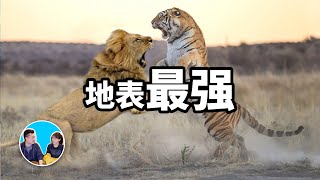 超出你想象的地表最强生物 | 老高與小茉 Mr & Mrs Gao