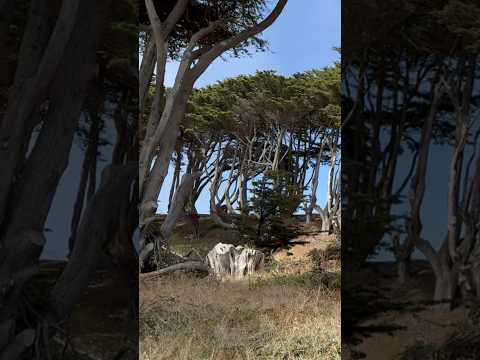 Cypress trees grace the landscape of Lands End in San Francisco, adding to its natural beauty.