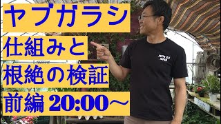 [ガーデニング] ヤブガラシの仕組みと根絶検証 前編 「キャリア28年のプロガーデナーが検証 ヤブガラシの仕組みと根絶方法の検証」