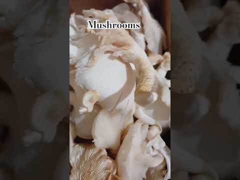 THE UNIQUE LOOK OF FRESH EDIBLE MUSHROOMS #mushroom #food