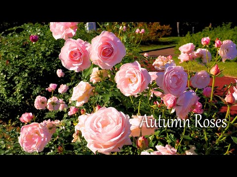 New Varieties of Autumn Roses and Halloween decorations.秋バラの新品種とハロウィーン飾り