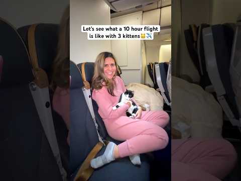 You won’t believe what happens on this plane🥴 flying 10 hours with our 3 kittens #travelcat