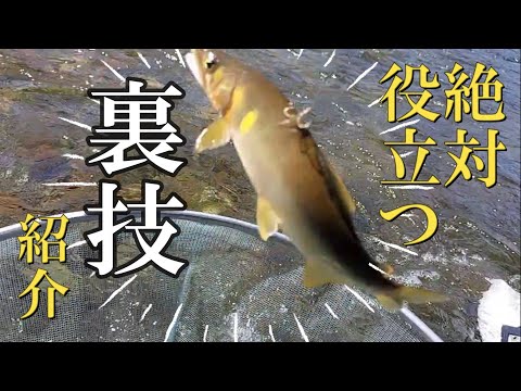 鮎釣り　管理泳がせで釣る和歌山県日置川