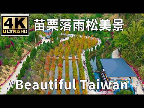 4K苗栗三灣落羽松美景 看見台灣美麗小地方(Beautiful Taiwan)