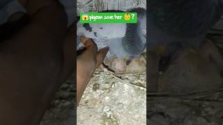 😱pigeon save her👶|| #shorts #26january #india #indonesia #emotional