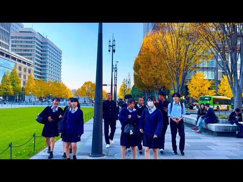 An Attractive Place. Autumn Yellow leaves Around Tokyo. Walking Tour in Marunouchi / Hibiya. Japan