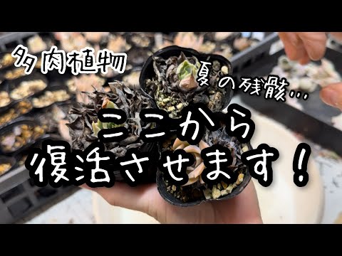 【多肉植物】夏にダメになりかけた苗復活させます！