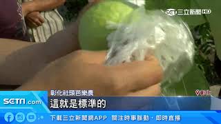 牛奶+豆漿灌溉！台芭樂將銷美　農民笑呵呵｜三立新聞台