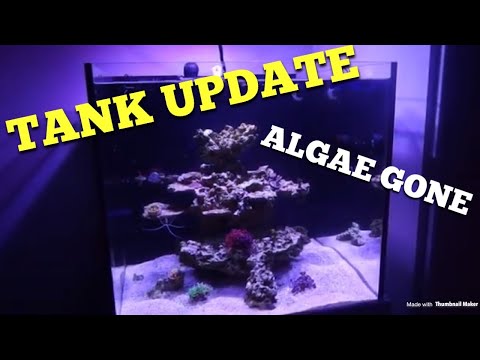 Tank Update + Algae issue Resolved 🙌🏻