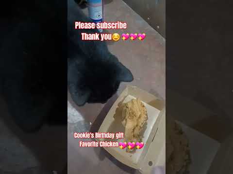 Happy Birthday Cookie😽 Thank you everyone! #shortvideo #shortsfeed #shorts #catlover #short