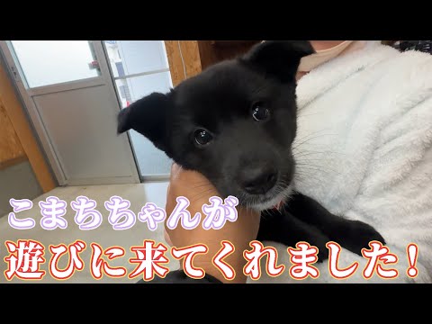 【１か月ぶり…】こまちちゃんと感動の再会❗️大きくシャープになっててビックリ❗️