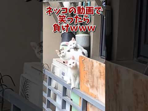 ネッコの動画で笑ったら負けｗｗｗ　#2ch #2ch動物スレ #2ch面白いスレ #動物 #犬 #猫 #癒やし #ねこのいる暮らし