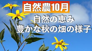 【自然農10月】自然の恵み　豊かな秋の畑の様子