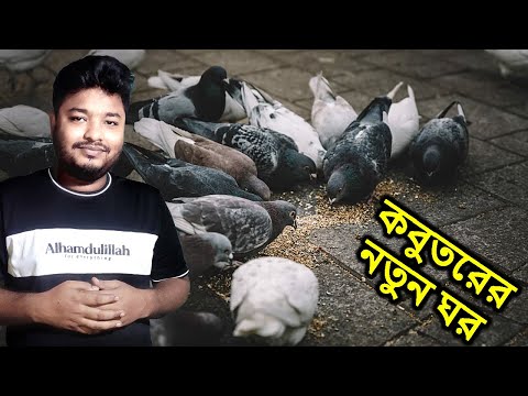 বৃষ্টির পরে কবুতরের ঘরকে নতুন করে দিলাম | Pigeon | Pigeon's new home | Mahid Dream Zoo